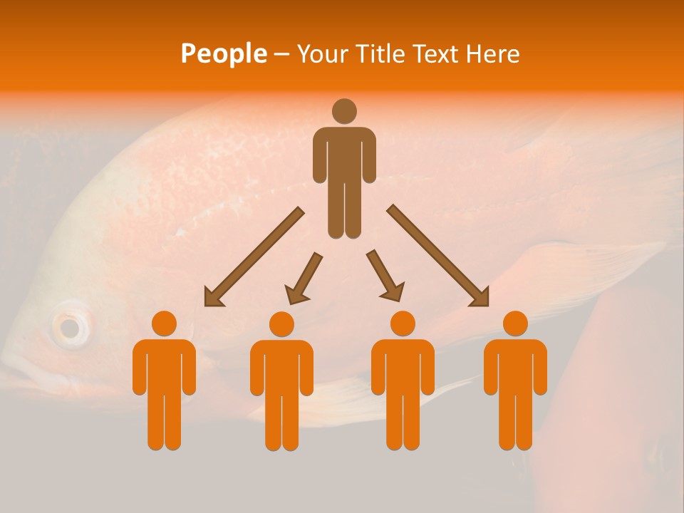 Symphysodon Display Pterophyllum PowerPoint Template