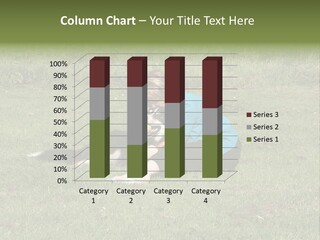 Male Romance Blossom PowerPoint Template