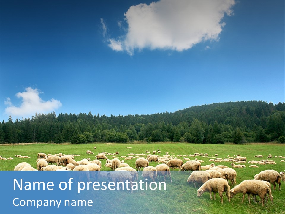 A Herd Of Sheep Grazing On A Lush Green Field PowerPoint Template