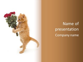 An Orange Kitten Holding A Bunch Of Red Roses PowerPoint Template