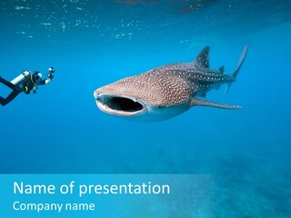 Sea Whale Blue PowerPoint Template