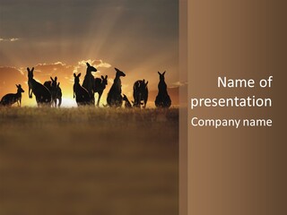 A Group Of Kangaroos In A Field At Sunset PowerPoint Template