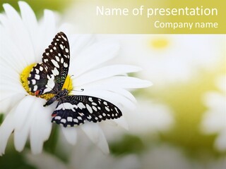 Flower Field Beauty PowerPoint Template