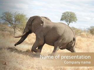 Wildlife Elephant Africa PowerPoint Template