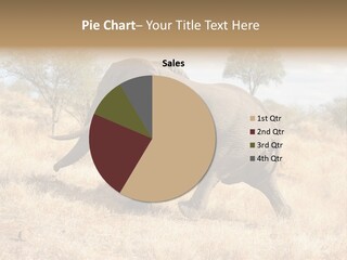 Wildlife Elephant Africa PowerPoint Template