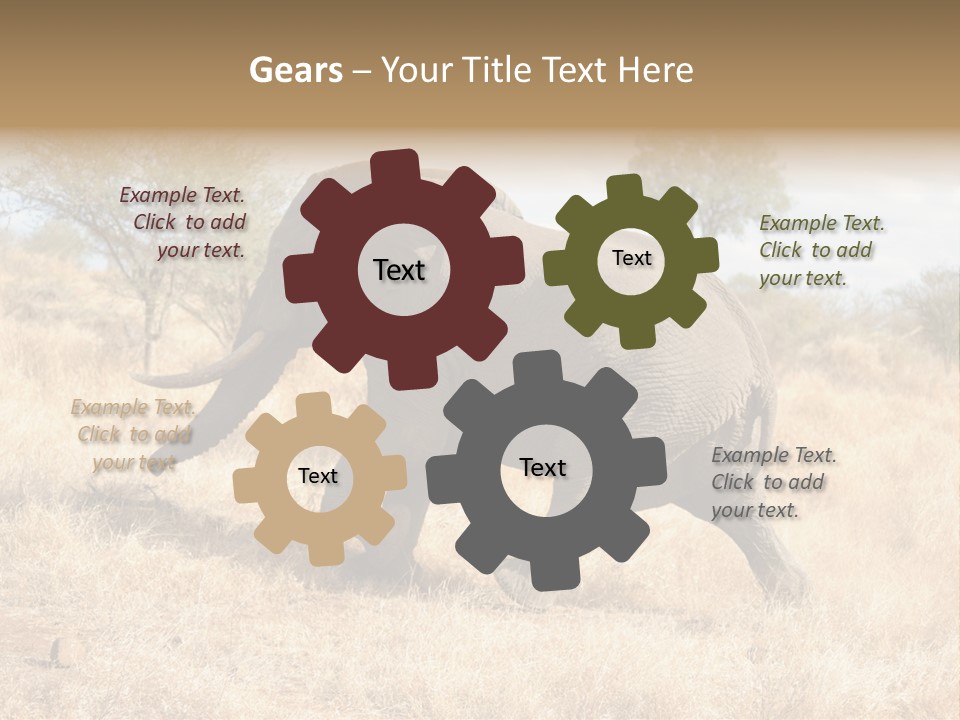 Wildlife Elephant Africa PowerPoint Template
