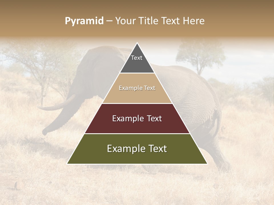 Wildlife Elephant Africa PowerPoint Template