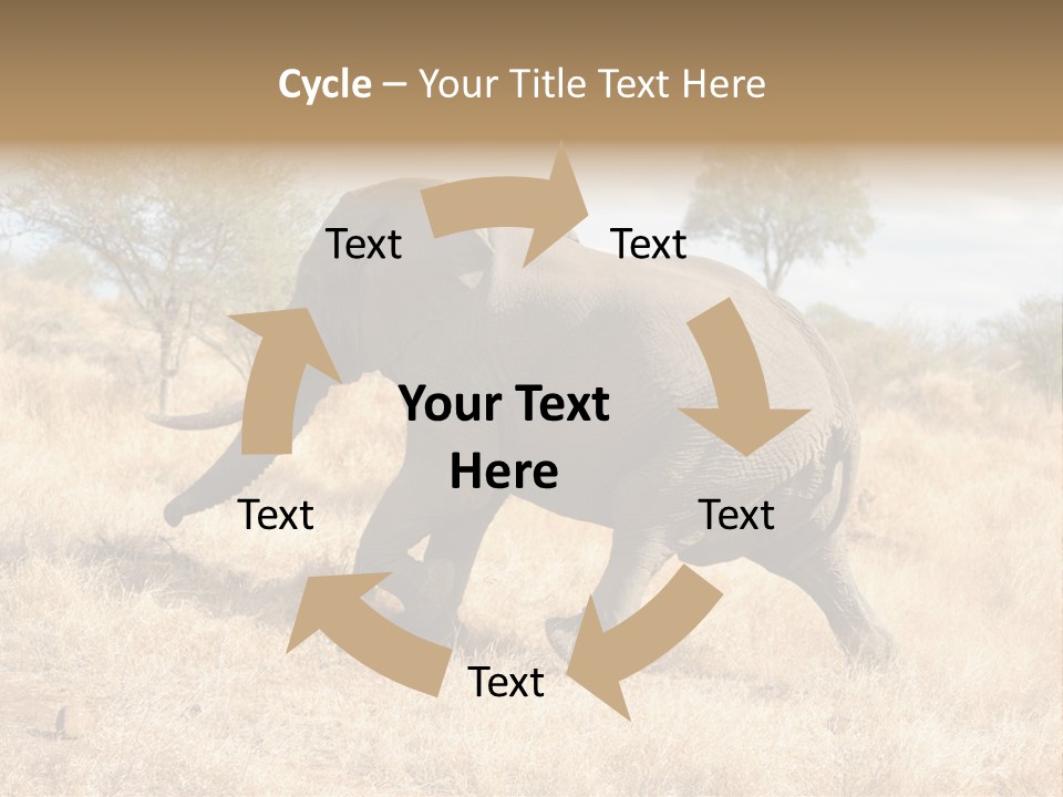 Wildlife Elephant Africa PowerPoint Template