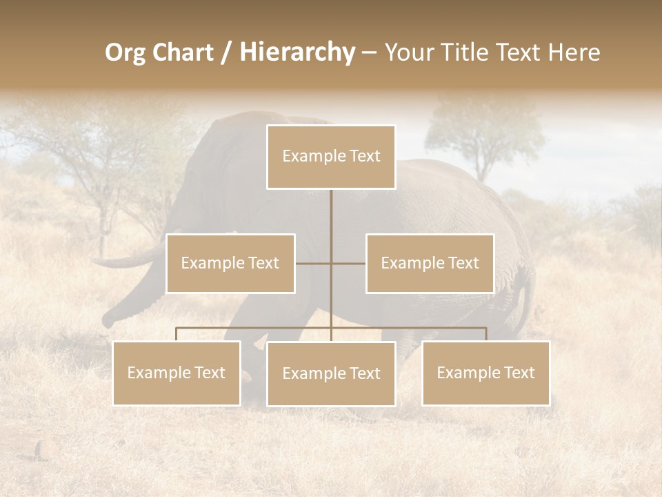 Wildlife Elephant Africa PowerPoint Template