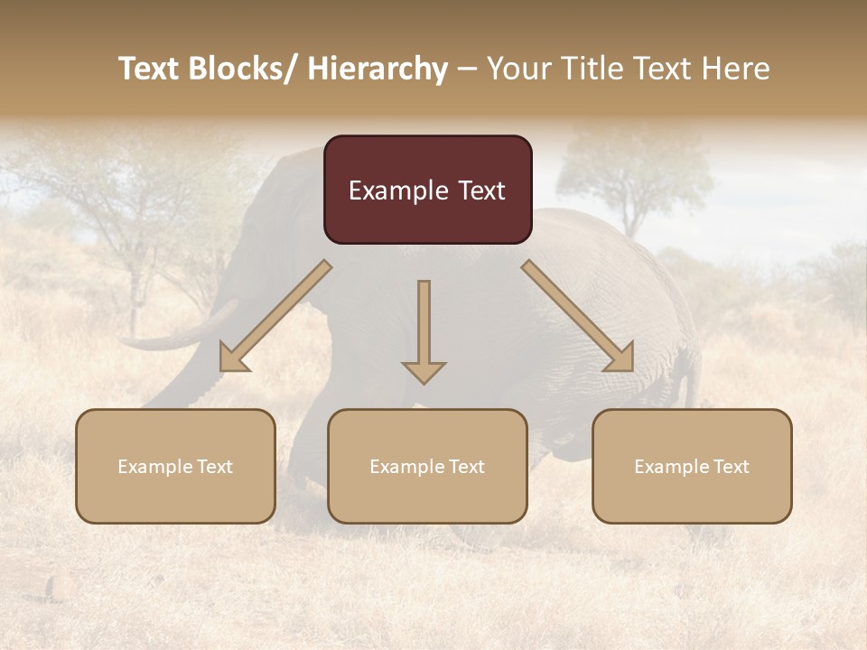 Wildlife Elephant Africa PowerPoint Template