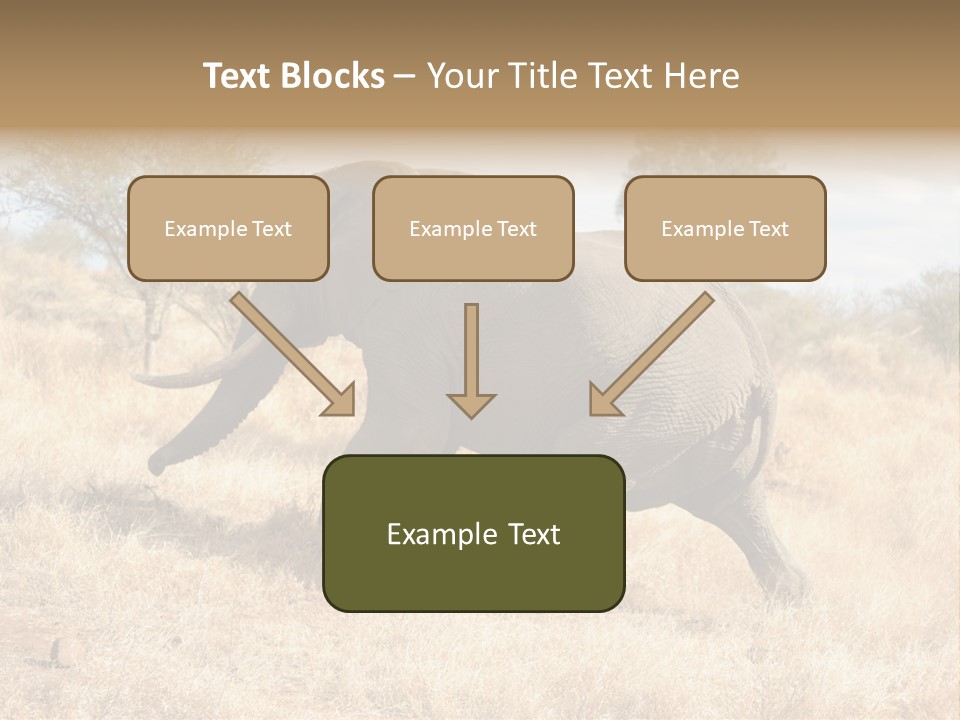 Wildlife Elephant Africa PowerPoint Template