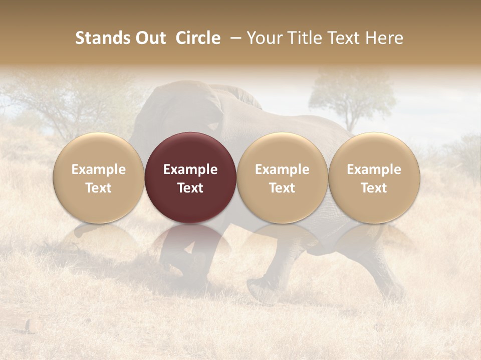 Wildlife Elephant Africa PowerPoint Template
