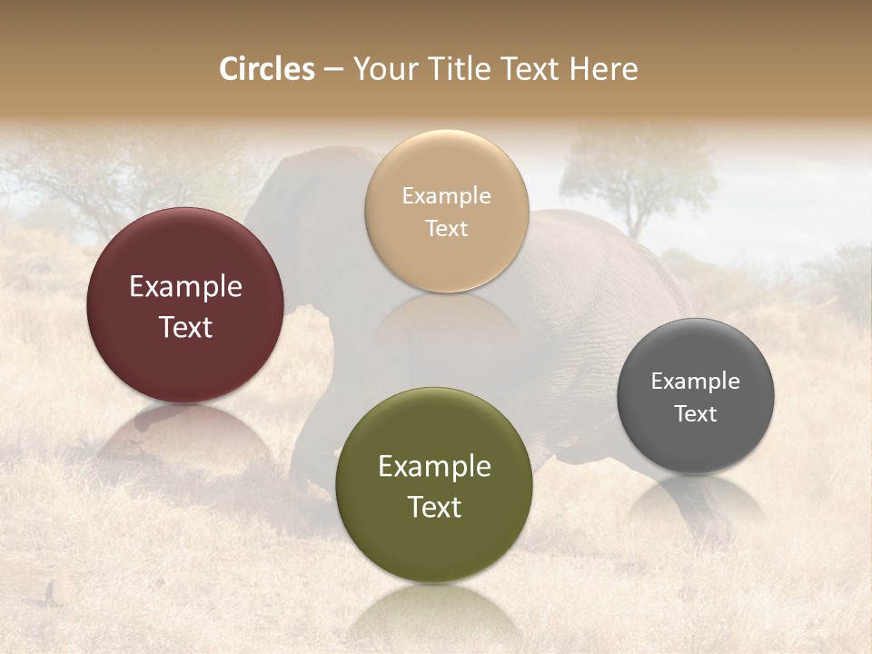 Wildlife Elephant Africa PowerPoint Template