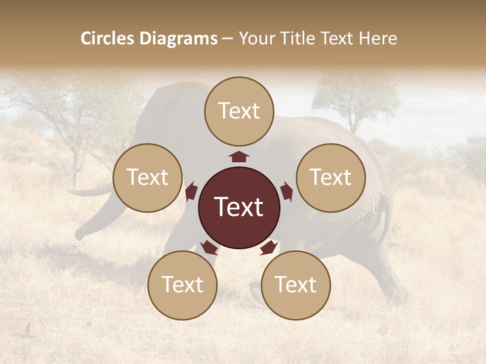 Wildlife Elephant Africa PowerPoint Template
