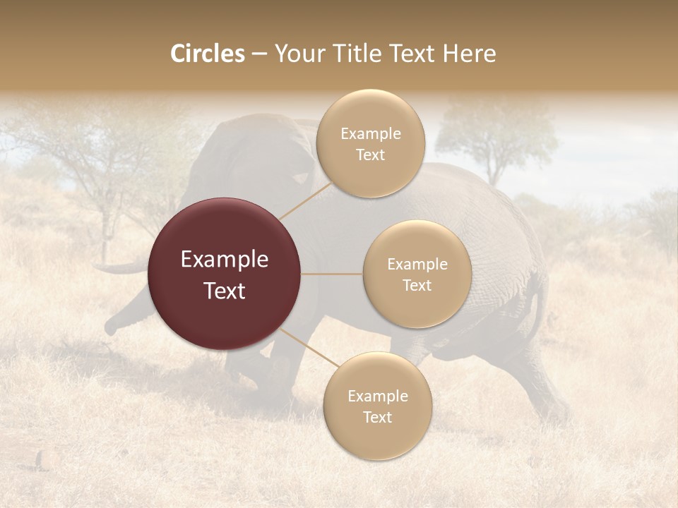 Wildlife Elephant Africa PowerPoint Template