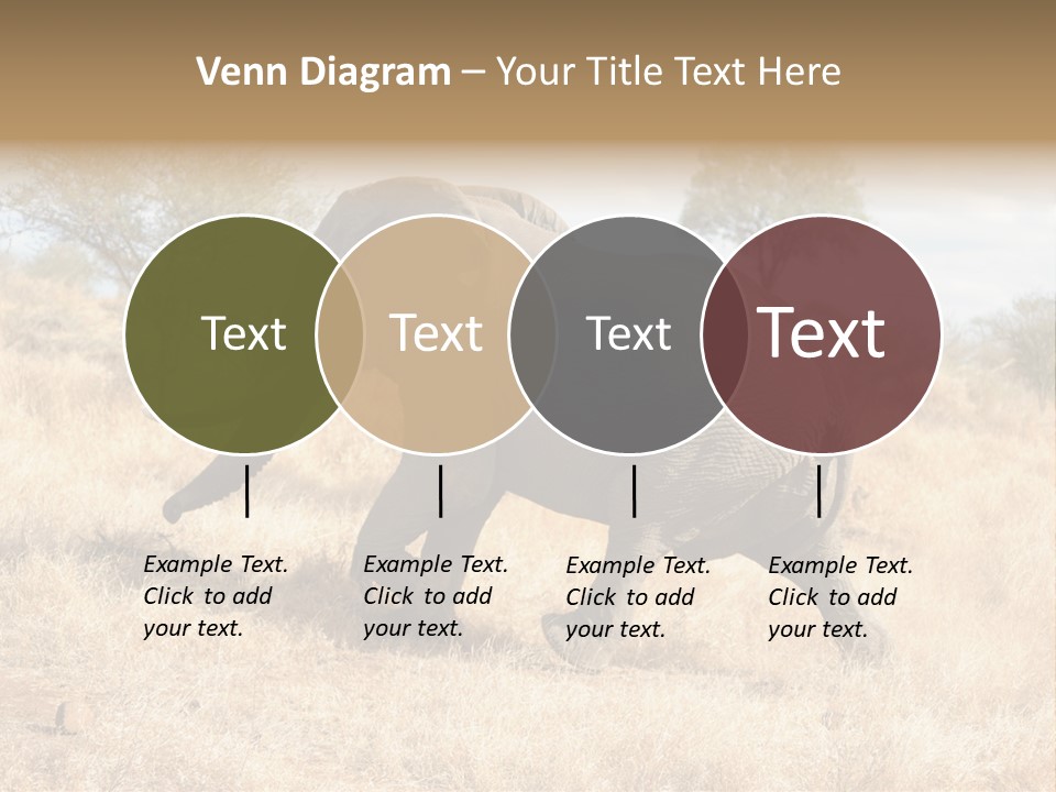 Wildlife Elephant Africa PowerPoint Template
