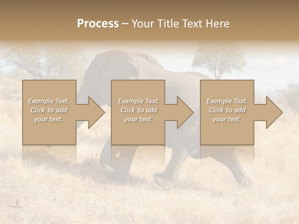 Wildlife Elephant Africa PowerPoint Template