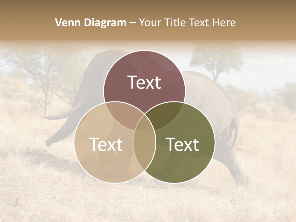 Wildlife Elephant Africa PowerPoint Template