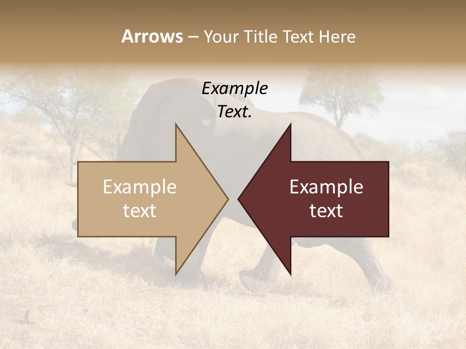 Wildlife Elephant Africa PowerPoint Template