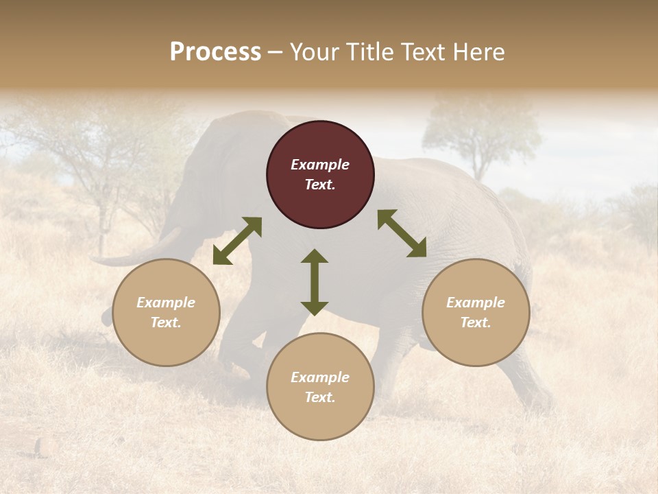 Wildlife Elephant Africa PowerPoint Template