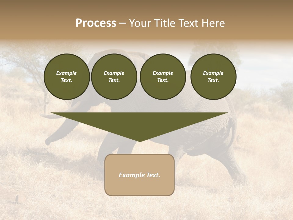 Wildlife Elephant Africa PowerPoint Template