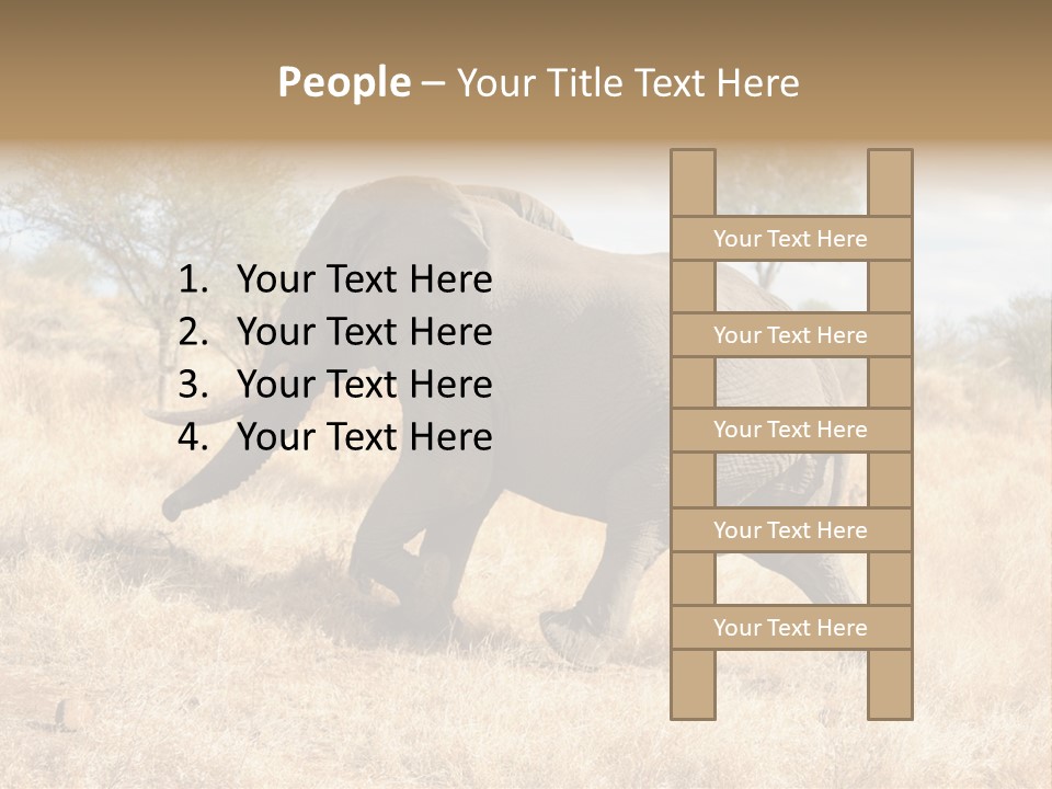 Wildlife Elephant Africa PowerPoint Template
