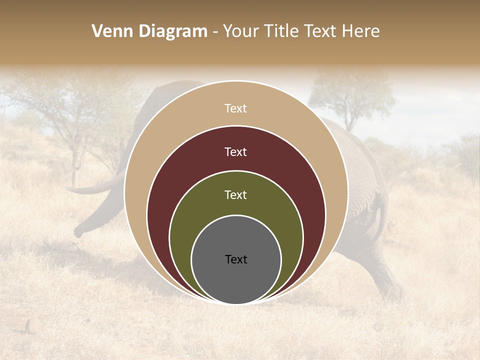Wildlife Elephant Africa PowerPoint Template