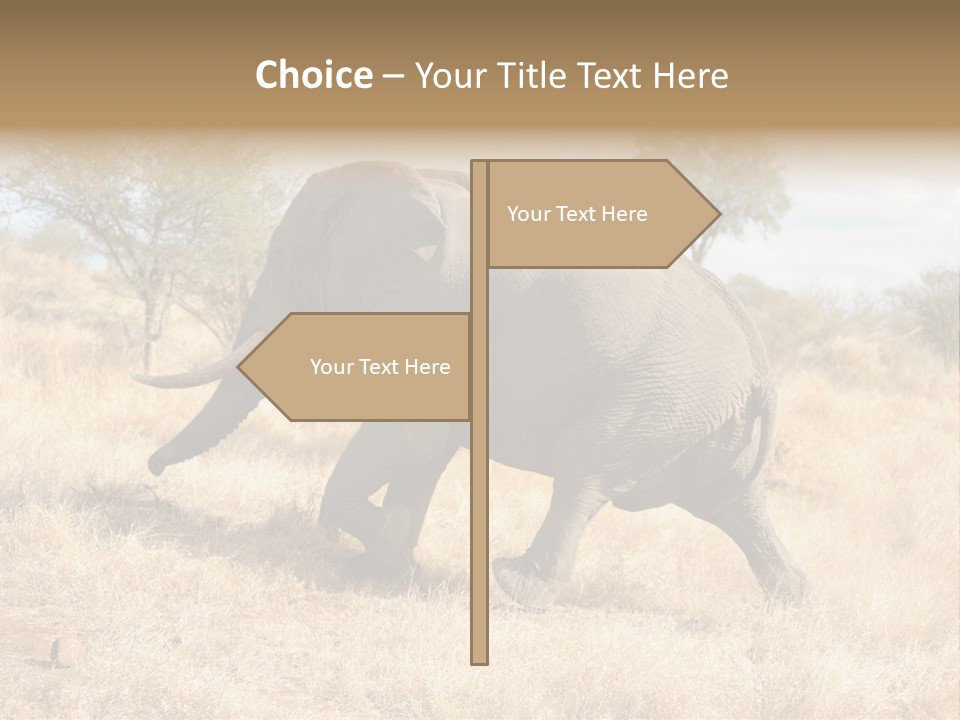 Wildlife Elephant Africa PowerPoint Template