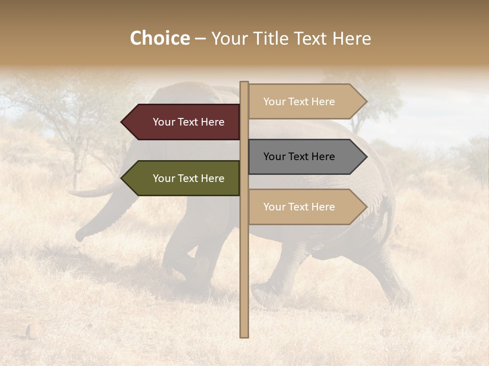 Wildlife Elephant Africa PowerPoint Template