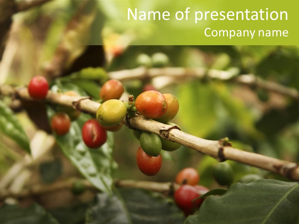 A Bunch Of Berries Are Growing On A Tree PowerPoint Template