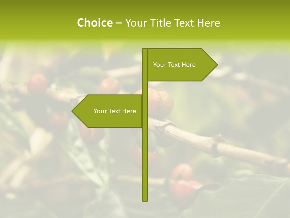 A Bunch Of Berries Are Growing On A Tree PowerPoint Template