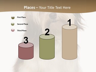 A White And Brown Dog Sitting On Top Of A White Floor PowerPoint Template