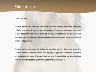 A White And Brown Dog Sitting On Top Of A White Floor PowerPoint Template