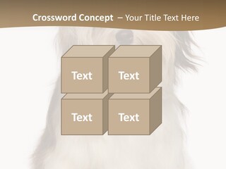 A White And Brown Dog Sitting On Top Of A White Floor PowerPoint Template
