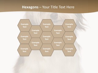 A White And Brown Dog Sitting On Top Of A White Floor PowerPoint Template