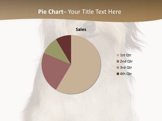 A White And Brown Dog Sitting On Top Of A White Floor PowerPoint Template
