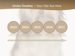 A White And Brown Dog Sitting On Top Of A White Floor PowerPoint Template