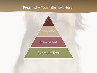 A White And Brown Dog Sitting On Top Of A White Floor PowerPoint Template