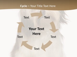A White And Brown Dog Sitting On Top Of A White Floor PowerPoint Template
