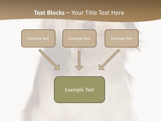 A White And Brown Dog Sitting On Top Of A White Floor PowerPoint Template