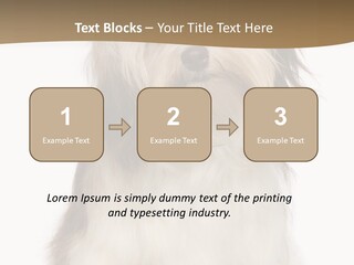 A White And Brown Dog Sitting On Top Of A White Floor PowerPoint Template