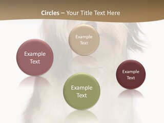 A White And Brown Dog Sitting On Top Of A White Floor PowerPoint Template