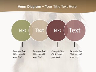 A White And Brown Dog Sitting On Top Of A White Floor PowerPoint Template