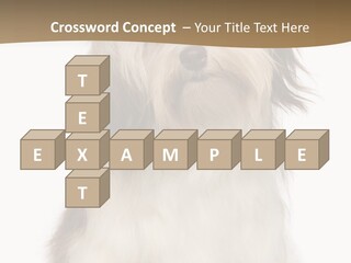 A White And Brown Dog Sitting On Top Of A White Floor PowerPoint Template