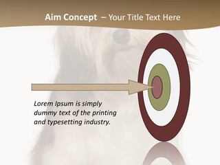 A White And Brown Dog Sitting On Top Of A White Floor PowerPoint Template