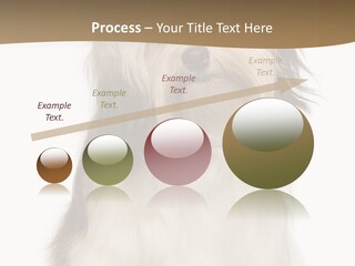 A White And Brown Dog Sitting On Top Of A White Floor PowerPoint Template