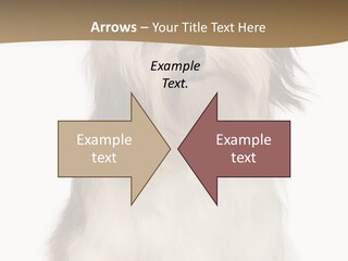 A White And Brown Dog Sitting On Top Of A White Floor PowerPoint Template