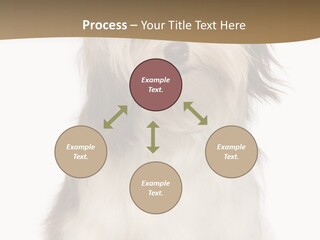 A White And Brown Dog Sitting On Top Of A White Floor PowerPoint Template