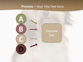 A White And Brown Dog Sitting On Top Of A White Floor PowerPoint Template