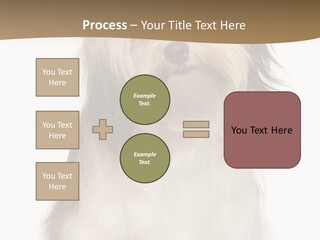 A White And Brown Dog Sitting On Top Of A White Floor PowerPoint Template